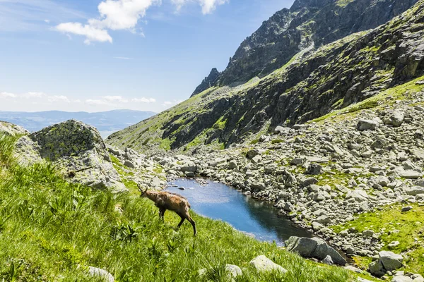 Tatra chamois i dalen. — Stockfoto