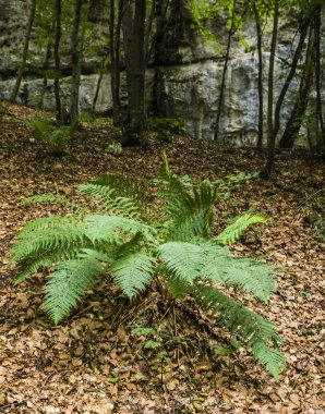 Fern (Dryopteris filix-mas) ormanda.
