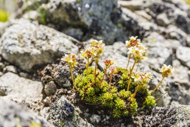 Zemin granit üzerinde büyüyen bitki.