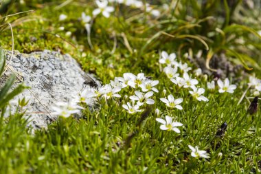 Böcek çiçekler pollinates.