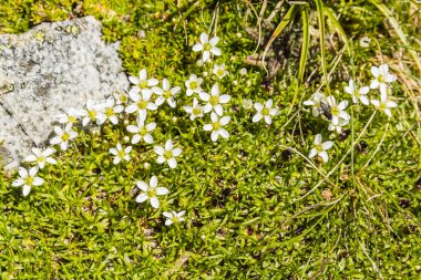 beyaz çiçek çiçeklenme.
