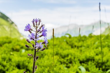 Cicerbita alpina, Alp ekmek-thistle, Alp mavi-ekmek-thistle.