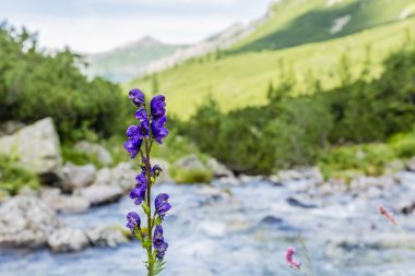 Aconitum, bilinen, boğan.