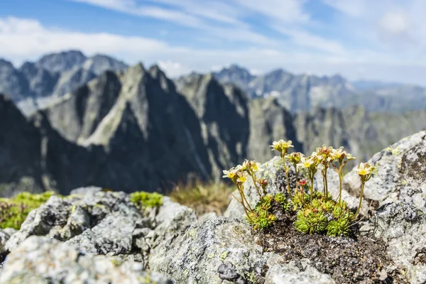 Plant groeit op de grond in de bergen van graniet. — Stockfoto