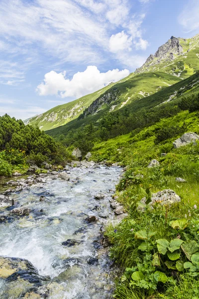 Arroyo de montaña en los Tatras . — Foto de Stock