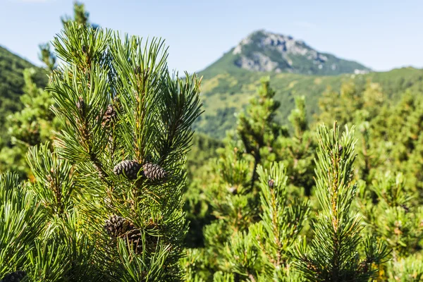 Mountain pine cones. — Stock Photo, Image