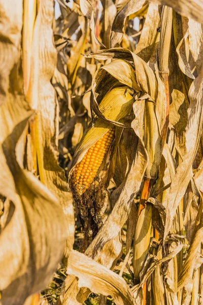 Kukurydza na kolbie — Zdjęcie stockowe