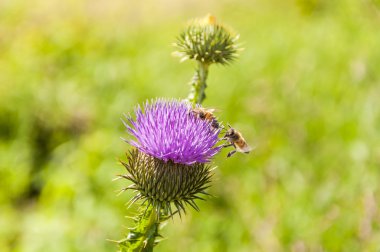 Arılar çalışmaya uçuyor