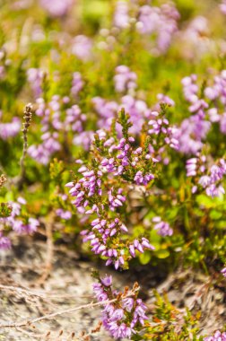 Calluna vulgaris (heather, ling, sadece heather