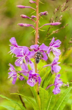 Böcek nektar toplar