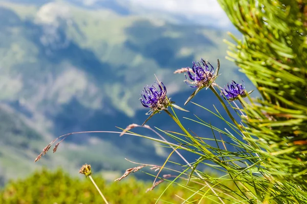 Phyteuma orbiculare (Rundkopf-Rampensau, Stolz auf Sussex)) — Stockfoto