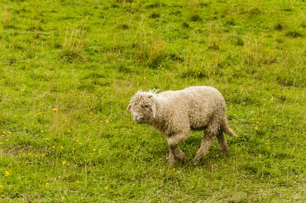 Lamb — Stock Photo, Image