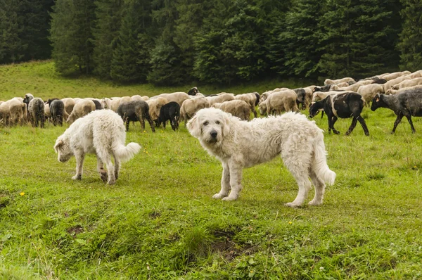 Dogs and sheep — Stock Photo, Image