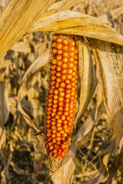 Mais auf dem Maiskolben — Stockfoto