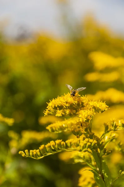 Insectos con flores amarillas — Foto de Stock
