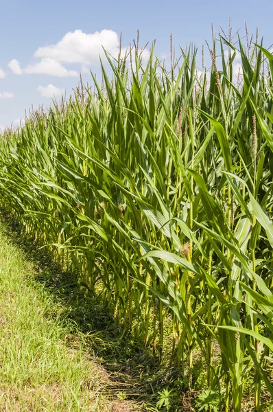 Cultivo de maíz —  Fotos de Stock