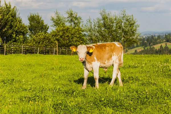 Calf on pasture — Stock Photo, Image