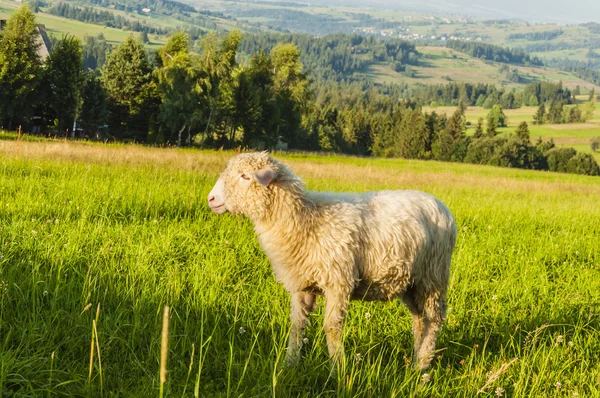 Profile of a sheep — Stock Photo, Image
