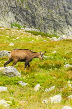 Rupicapra rupicapra tatrica bir takas