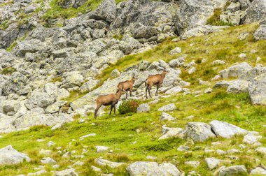 Rupicapra rupicapra tatrica