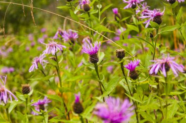 Centaurea jacea (Brown Knapweed, Brownray Knapweed)