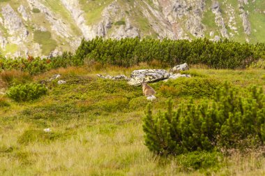 Marmota marmota latirostris