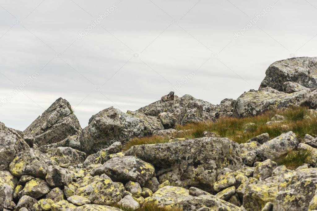 Marmot on boulders