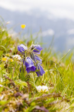 Dağlarda bir çayır çiçekler
