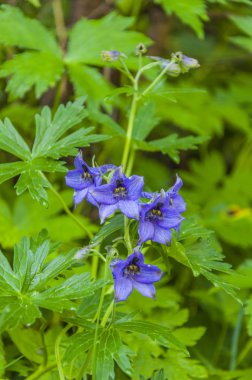 Delphinium oxysepalum