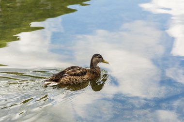Ördek gölette yüzer