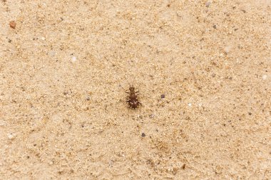 Böcek kendisini kuma kılık değiştirerek.