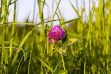 Yonca Pratense (Kırmızı yonca)