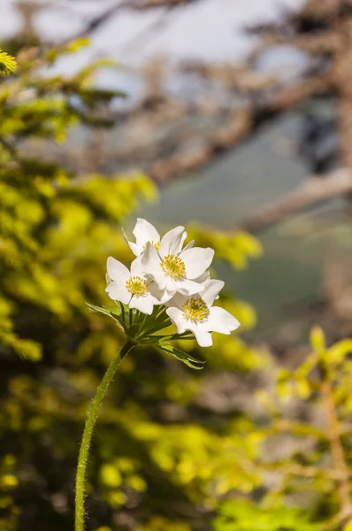 Anemone narcissiflora (Anemone Narcissus-flowered ) — Fotografia de Stock