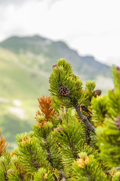 Latschenzapfen — Stockfoto