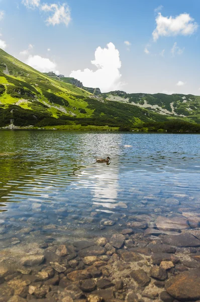 Kaczki na stawie na tle gór — Zdjęcie stockowe