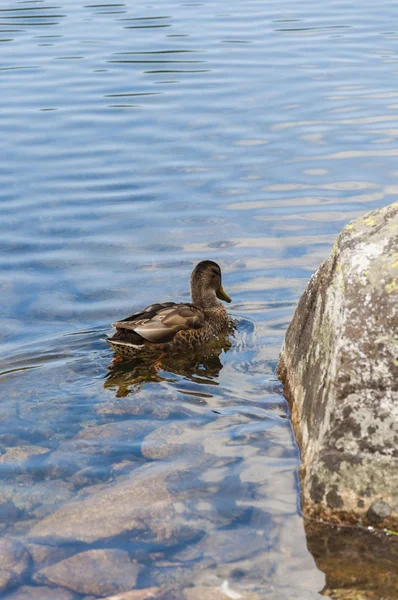 Gräsand (Wild duck, Anas platyrhynchos) — Stockfoto
