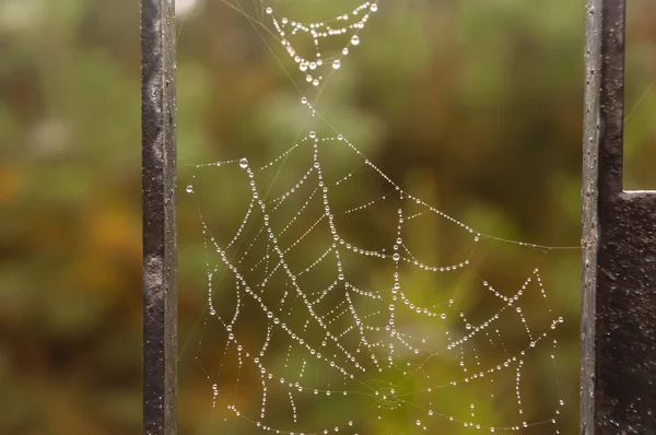 Cuentas de rocío en una tela de araña — Foto de Stock