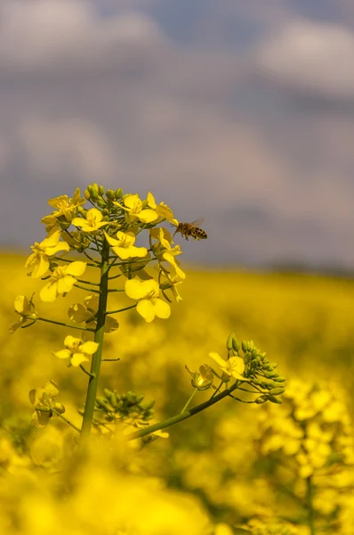 Abeja y canola —  Fotos de Stock