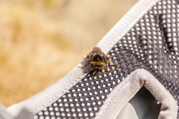 Closeup of a bumblebee (Bombus pyrenaeus Pérez) — Stock Photo, Image