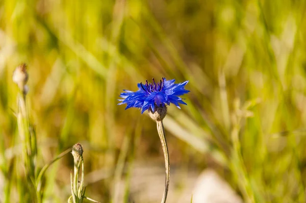 Centaurea Cyanus L. 1753 bławatek, Boutonniere kwiat, Hurtsickle, kwiat Cyani) — Zdjęcie stockowe