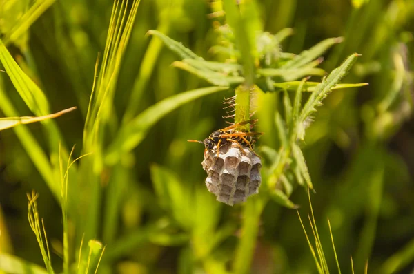 ハチ (欧州紙スズメバチ、アシナガバチ dominula) 巣を守っています。 — ストック写真