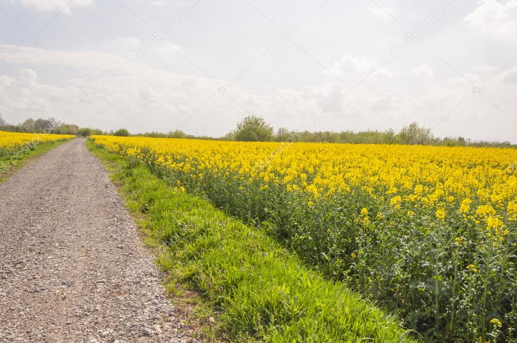 Road between fields of crops