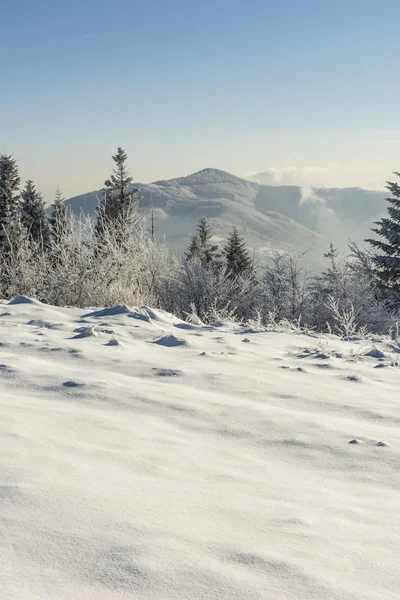 Winter landscape — Stock Photo, Image