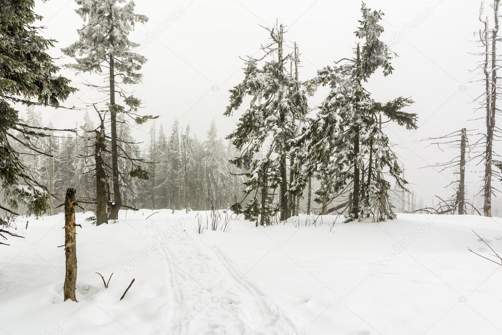 Winter forest