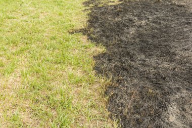 incendies çim yanan sonra