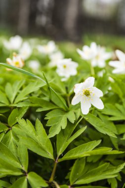 Anemon nemorosa (ahşap anemon çiçeği, windflower, Lale, koku fox, Anemonoides nemorosa)