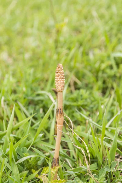 Fertile stem of Equisetum arvense (field horsetail, common horsetail, Mare s tail) — Stock Photo, Image