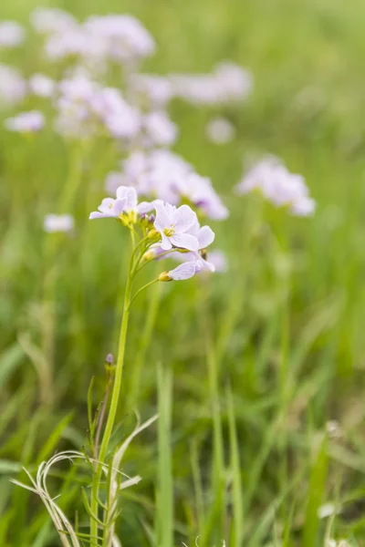 Cardamine pratensis L. (cuco flor, bata de señora ) — Foto de Stock