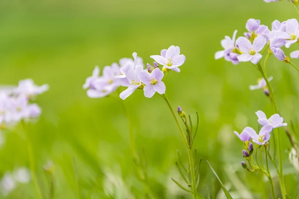 Rzeżucha łąkowa L. (cuckooflower, lady's kitel) - kwiaty — Zdjęcie stockowe