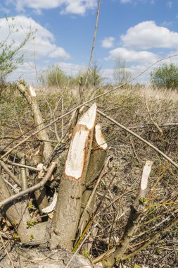 Avrasya kunduz (Avrupa kunduz, Castor fiber) besleme.